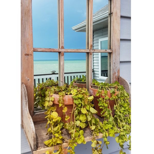 plants stand in front of a framed mirror