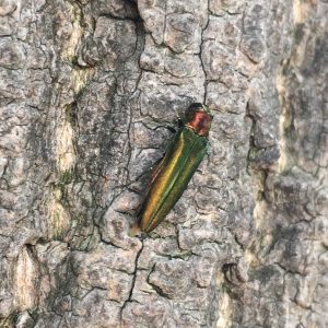 Adult Emerald Ash Borer beetle