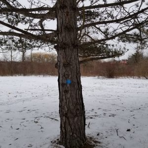 Blue dot painted on tree trunk to signify pruning by Hydro One