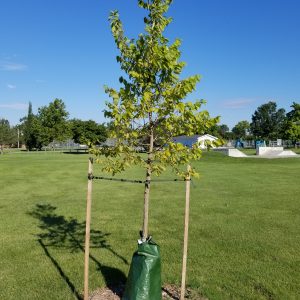 Newly planted tree with stakes and watering bag