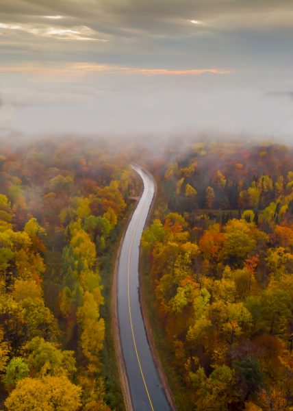 Honourable Mention: Fall Trees by Kyle Lockhart