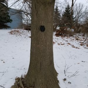 Black dot painted on tree trunk to signify pruning has been completed