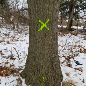 Green X painted on tree trunk to signify tree removal with green line at base to signify stump removal by the County