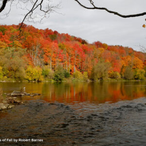 The Grand Colours Of Gall watermark - Robert Barnes